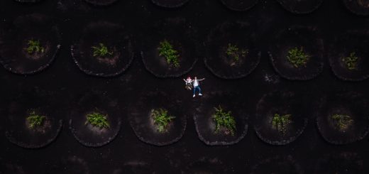 Photo organoid farming