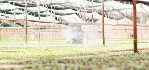 Photo synthetic neuron farms usage